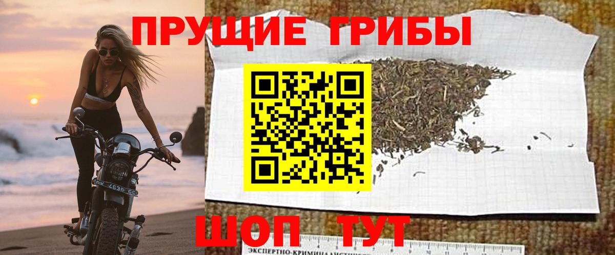 сколько стоит  Вход с VPN  Курчалой  Псилоцибиновые грибы Psilocybine cubensis 